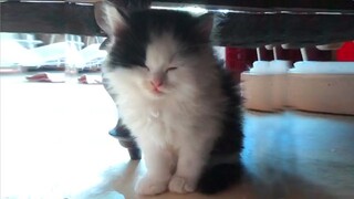 My Little Kitten So Tired After His Playing Session - Cutest Video Ever!!!