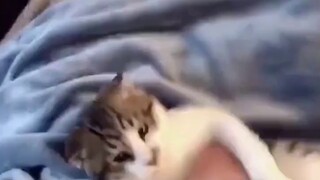 Animal Dubbing ตอนที่ 1