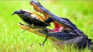 Gator Trying To Eat. A  Softshell Turtle.