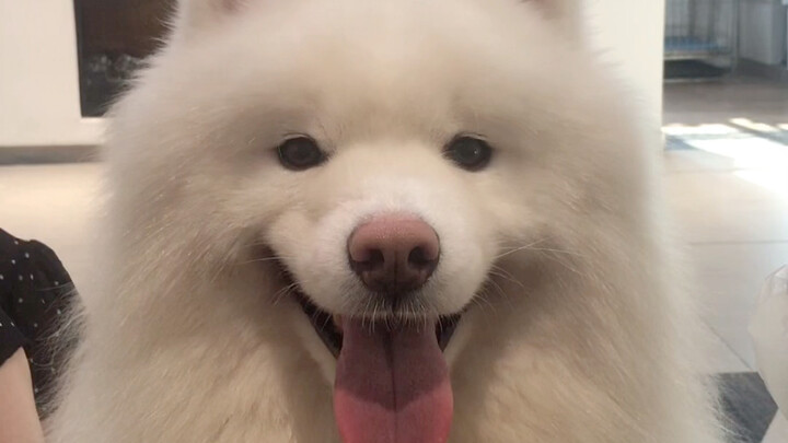 Tao mặt dày thì sao?