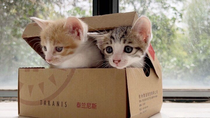 Kotak kardus di pinggir jalan berubah jadi kucing panjang