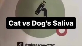 Saliva Cat vs Dog experiment