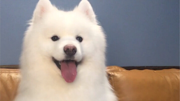 Những “bé cưng” hiểu hết mọi chuyện, chỉ là chúng không biết nói thôi!