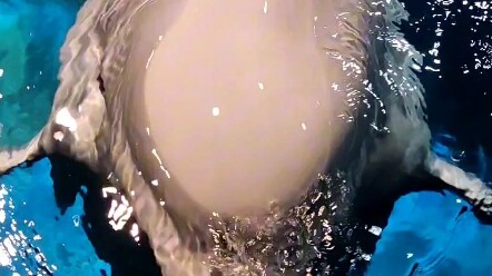 小白鲸都一样  不理它就会吐你口水！没有礼貌