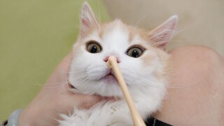 A short-legged kitten's first experience brushing his teeth: his new toothbrush was completely ruine
