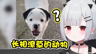 恶鬼宝宝看长相潦草的动物  好多奇怪的脸 【新人日V】