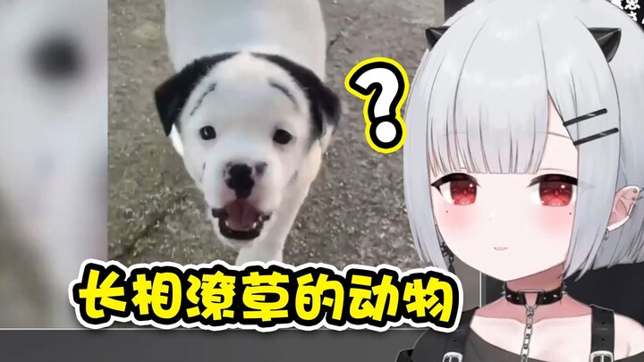 恶鬼宝宝看长相潦草的动物  好多奇怪的脸 【新人日V】