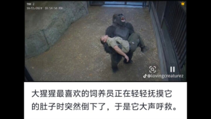 “Xing: No!! Human!! Don’t die!!!!” (AI: Humans really do pile so much drama into the stories they te