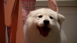 Cả nhà quây quần trò chuyện bên em bé mới sinh, Mochi mèo vàng bị tổn thương nặng nề, kẹo dẻo Samoye