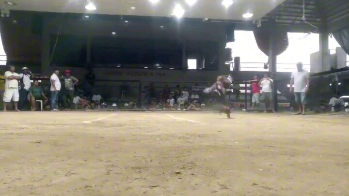 WWWW nka chamba tau mga idol💪👌 Piat Cockpit Arena, 2Hits Ulotan, 2 Champion🐓💪👌