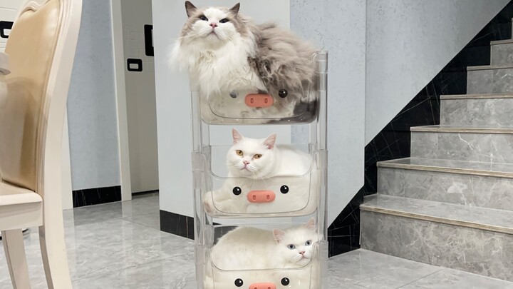 Rak penyimpanan diubah menjadi rak kucing