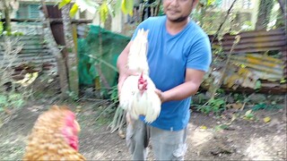 Sparring of my Whites and GullDom                                          #Molinagamefowls