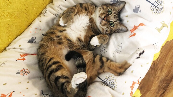 Katanya, memelihara kucing bisa meningkatkan garis rambut...