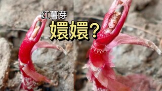嬛嬛？你还有多少惊喜是朕不知道的