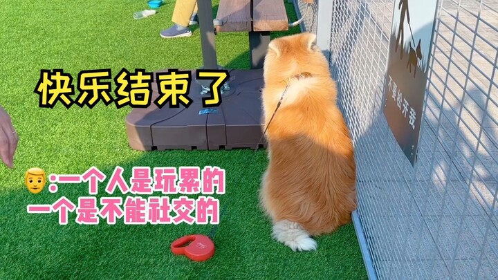 Còn có cả những chú cún con không thích chơi ở công viên dành cho chó!