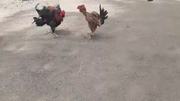 Gatulan 1st Fight Binabae Draw