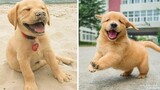 Funniest & Cutest Golden Retriever Puppies 15- Funny Puppy Videos 2020