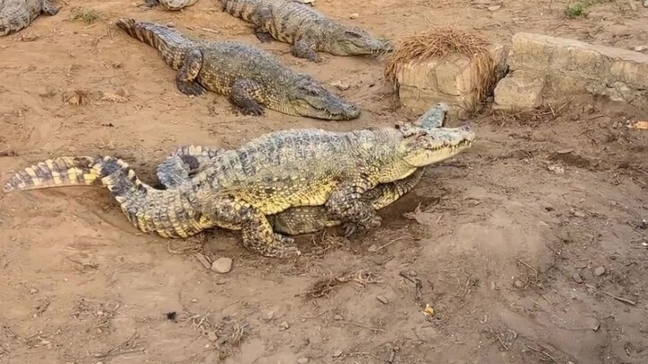 Buaya itu benar-benar luar biasa!