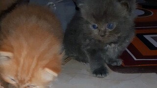 2 bayi kucing lucu