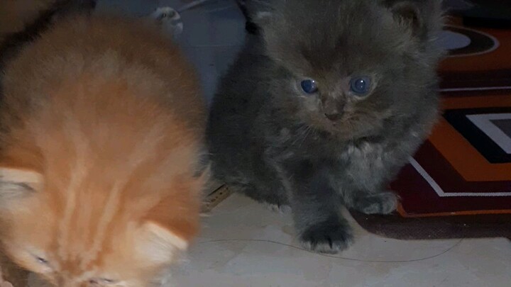 2 bayi kucing lucu
