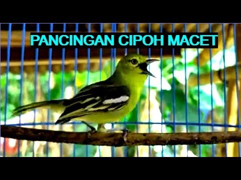 pancingan sirtu cipoh paling ampuh // ini rahasianya burung cepat gacor