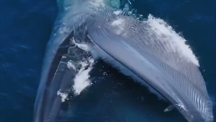 Big Bro's Here: The Largest Animal in Earth's History