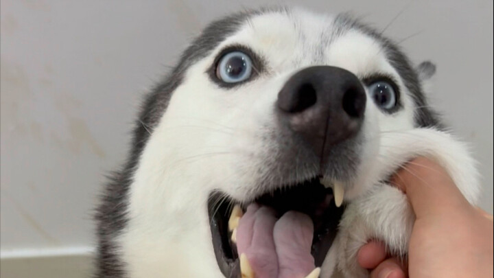 Three dogs can't make one obedient one