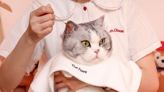 [Extremely comfortable] Immersive cat beauty salon! Ears are pregnant!