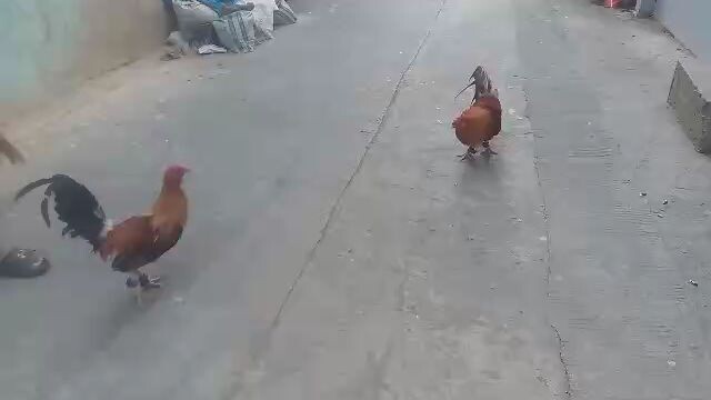 gold and pumpkin spar