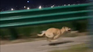 I only realized today that the dog that chased me as a kid was just teasing me!
