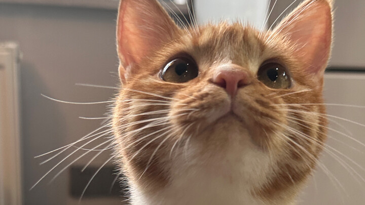 Sudah selesai, itu si kucing kecil…