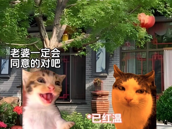 Phép màu y học #catmeme #tooreal #funny #neverexpected