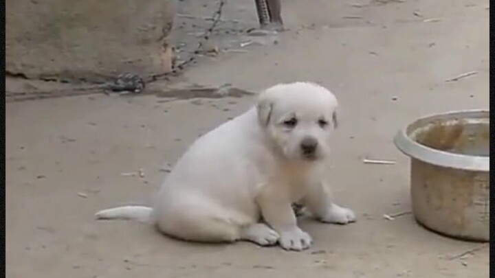 หมาบ้านน่ารักจริงๆ