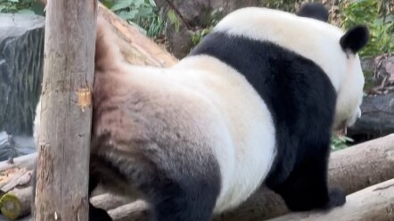 Giant Panda: Today I’m… exactly… eighteen years old!