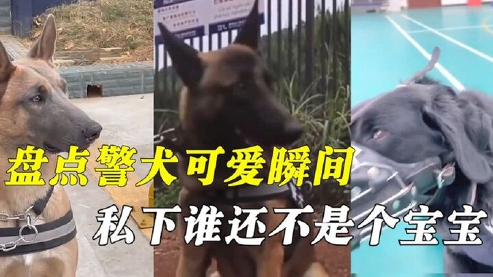 Cute moments of police dogs: fierce and imposing on duty, but in private, who isn’t just a baby?