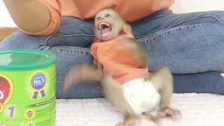 OMG!! Cute Baby Monkey Maku cry seizures angry Mom Seize Bottle Milk