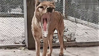 The real image of the last Tasmanian tiger in the world in 1936