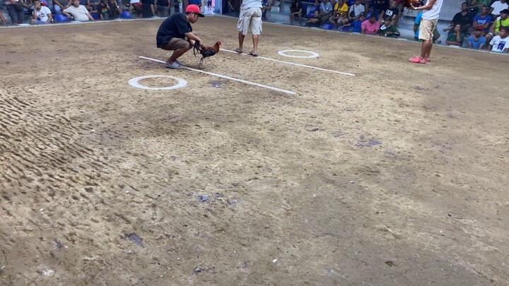 First fight ( 2 hits win )