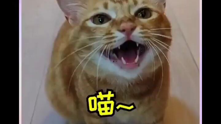 the cute singing ginger cat