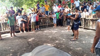 dansuli gaming