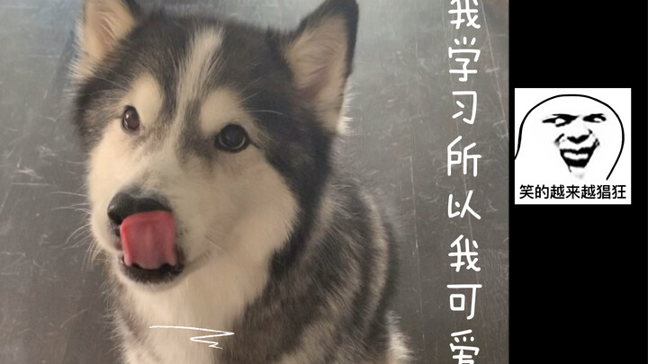 The subwoofer during study time is so cute—do you like it?