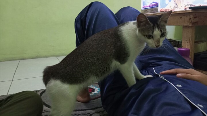 kucing jago pijat