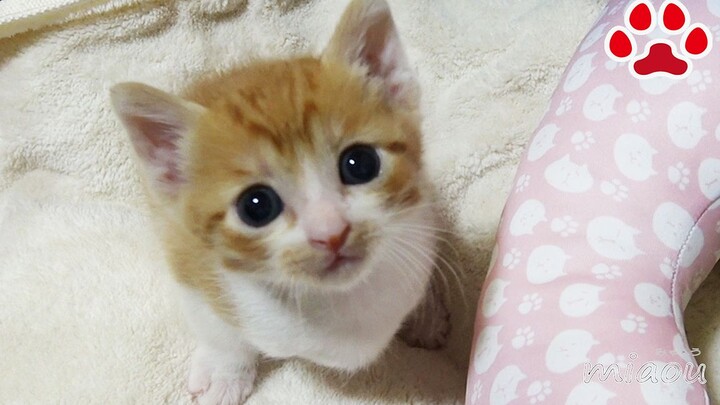 ميا، الهرة الصغيرة التي حفظت اسمها [يوميات ميا من سيتو]