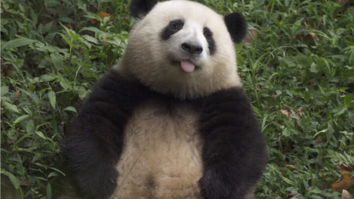 A Pouting Panda