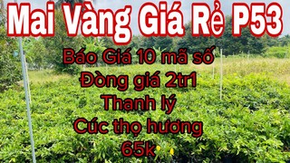 mai vàng giá rẻ p53 | 0866620239 Tuyền | báo giá 10 mã số giá 2tr1 - cúc thọ hương già mùa thanh lý