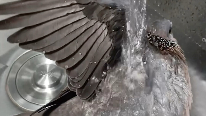 Merpati Mutiara: Kamu tahu, kukuku!