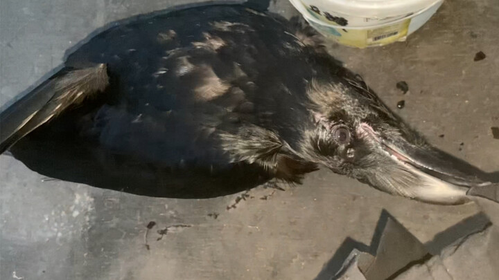 The raven that was rescued and recovered from a broken wing doesn’t really regard me as its partner.