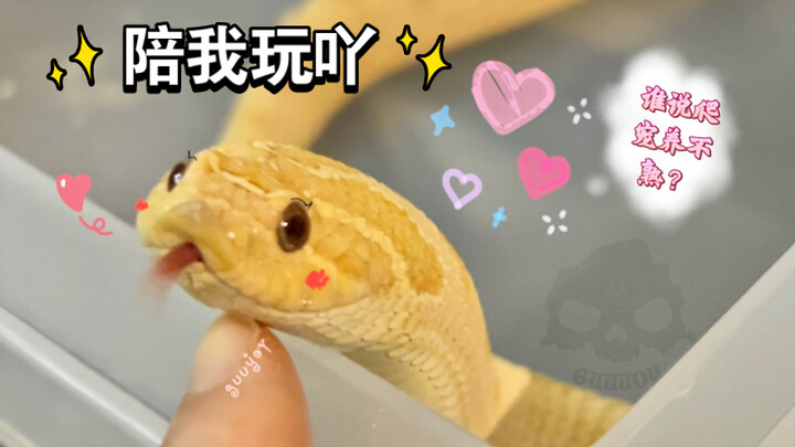 【งูจมูกหมู】ฟังเสียงแยกตำแหน่ง～เจ้าหมูตัวอ้วนที่ตอบสนองต่อเสียงเคาะของ主人 (ใครว่าสัตว์เลื้อยคลานฝึกให้