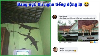 Đang ngủ thì nghe thấy tiếng lạ trên nóc nhà 🤣 - Top Comment Face Book (p170)