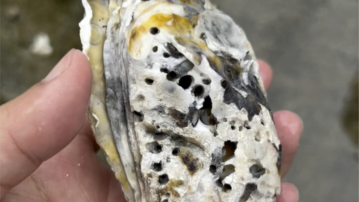 Why do some oysters have a muddy, foul smell? From now on, be cautious when you see oysters like thi